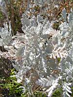 Chrysantheme - Chrysanthemum 'Dentelle d'argent' (en Corse) (02) (Photo F. Mrugala)
